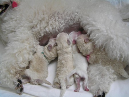 BECRUX, BOREAS, CRISTIAN, BOOTES